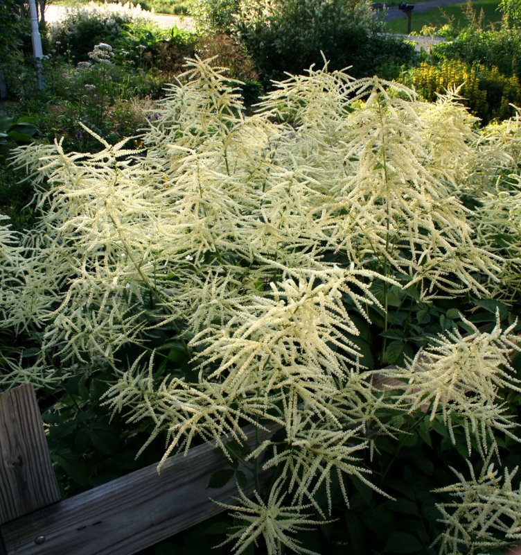 Волжанка двудомная (Aruncus dioicus)