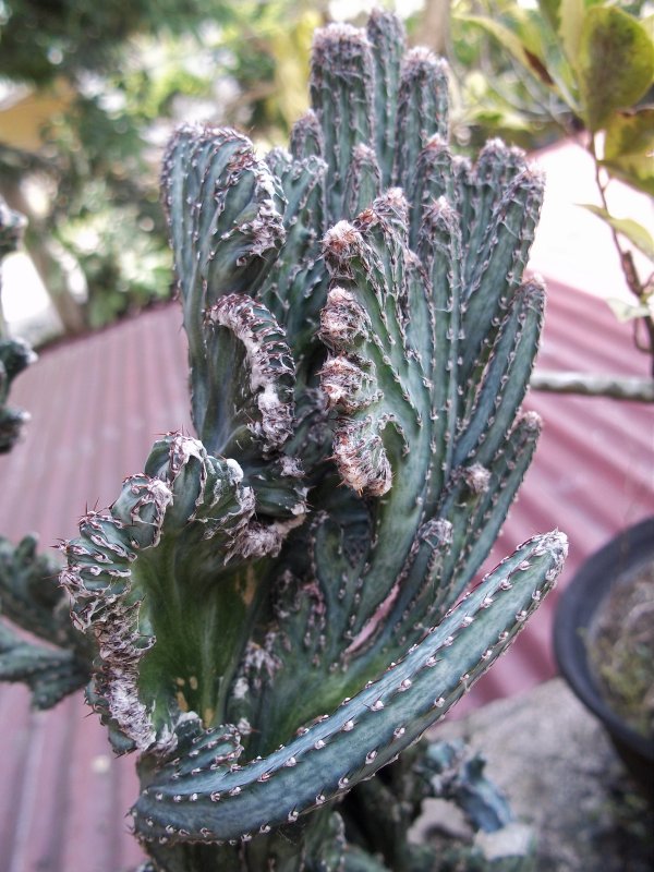 Кактус Myrtillocactus geometrizans