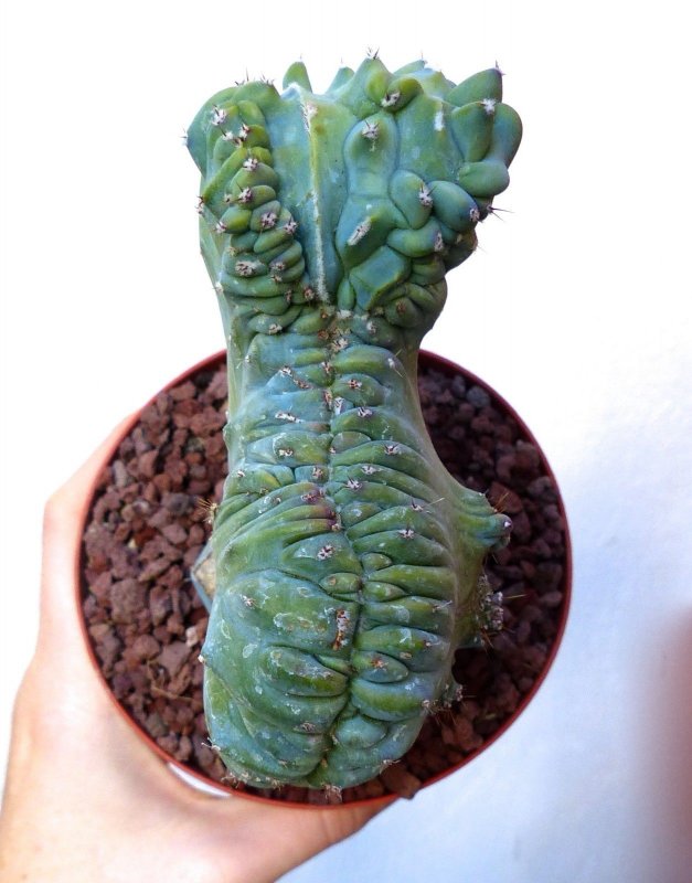 Myrtillocactus geometrizans crestato
