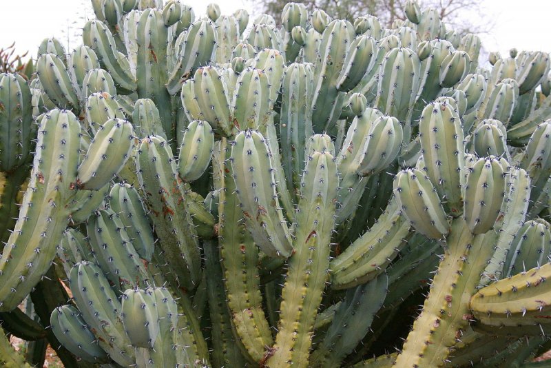 26. Миртиллокактус (Myrtillocactus geometrizans)