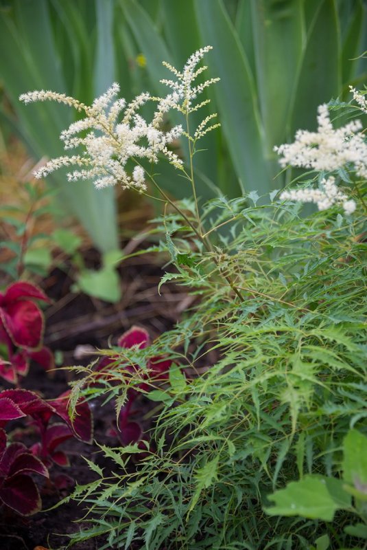 Волжанка обыкновенная (Aruncus dioicus)