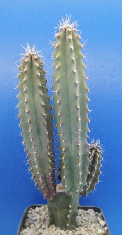 Myrtillocactus geometrizans