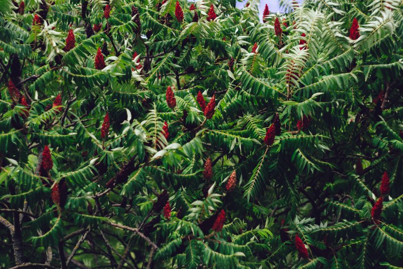 Сумах оленерогий, пушистый, уксусное дерево (Rhus typhina).
