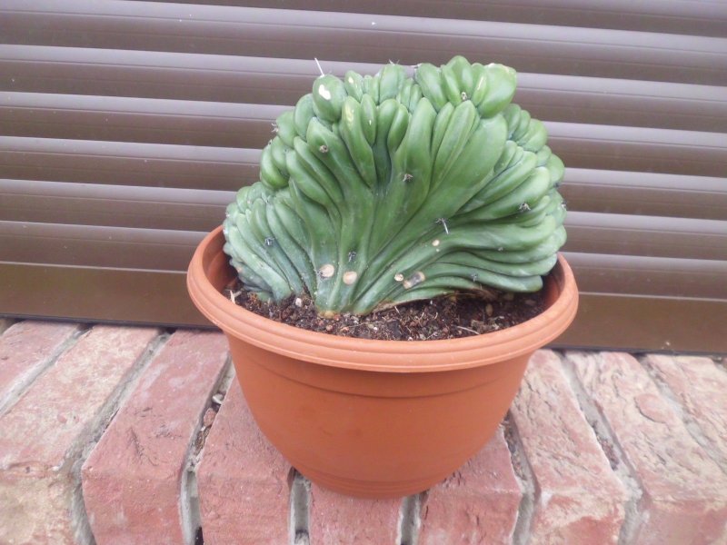 Кактус Myrtillocactus geometrizans cristata