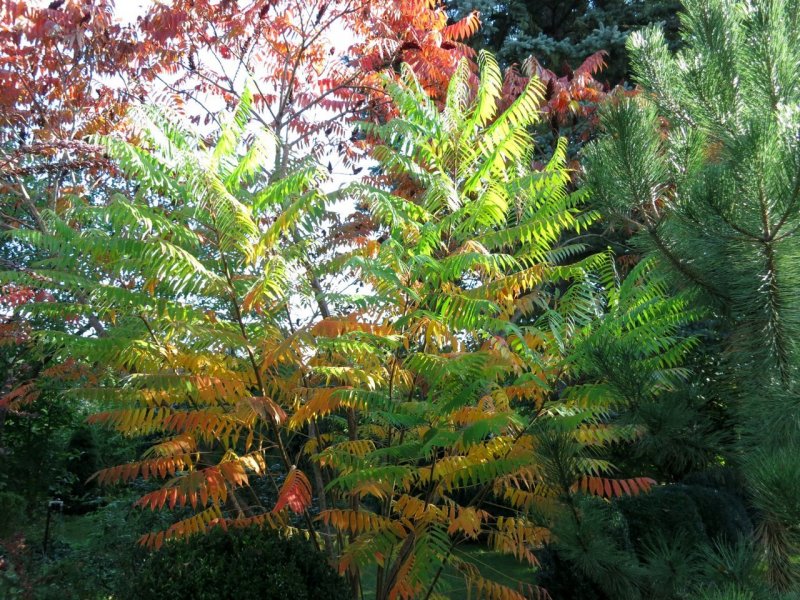Staghorn Sumac