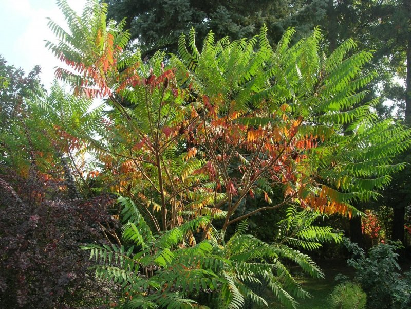 Rhus typhina (Сумах уксусный) 'dissecta'