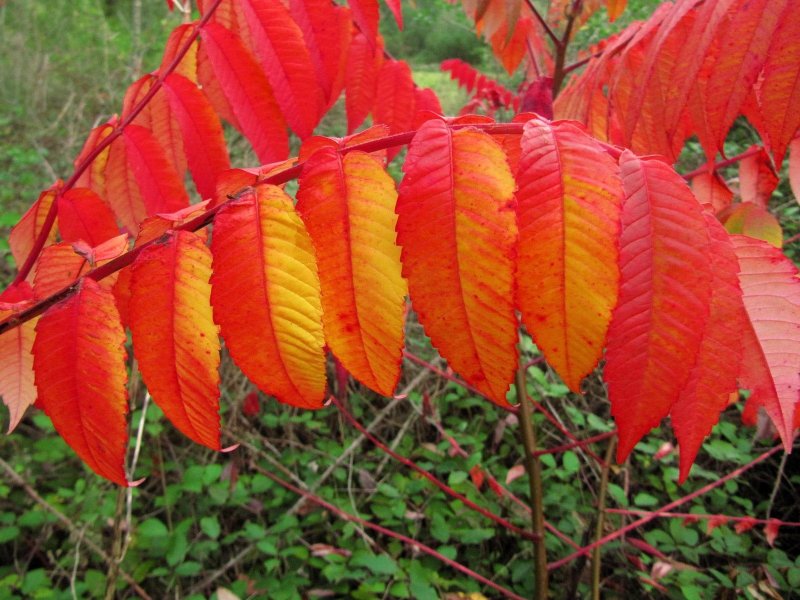 Сумах оленерогий Rhus typhina