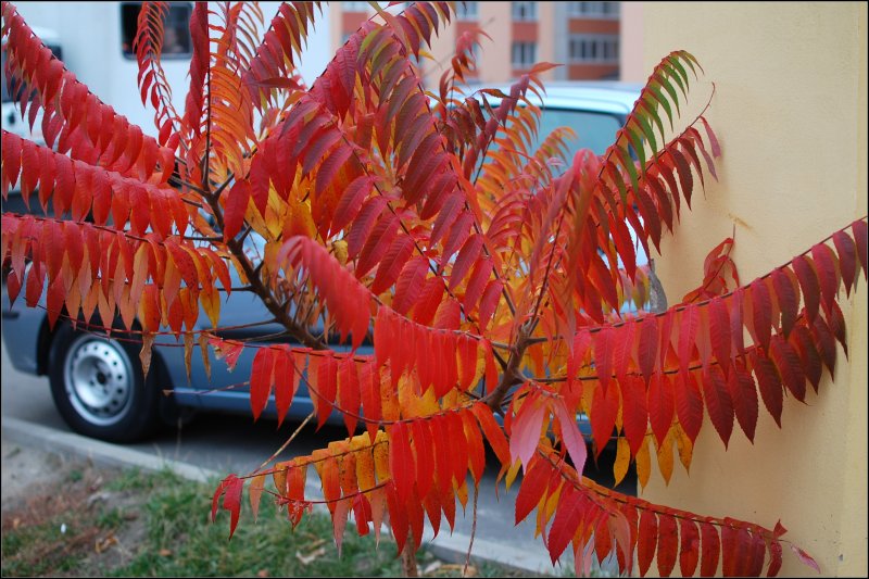 Сумах (Rhus copallina)