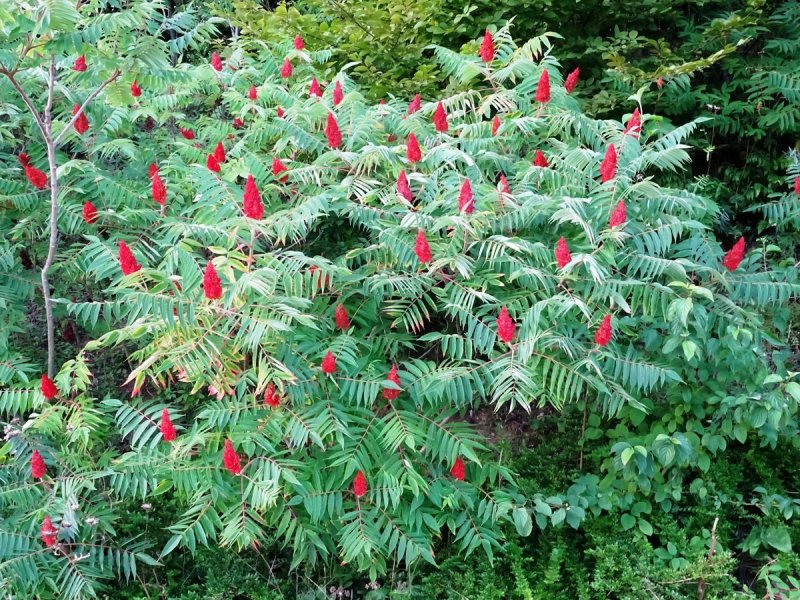 Сумах оленерогий Rhus typhina