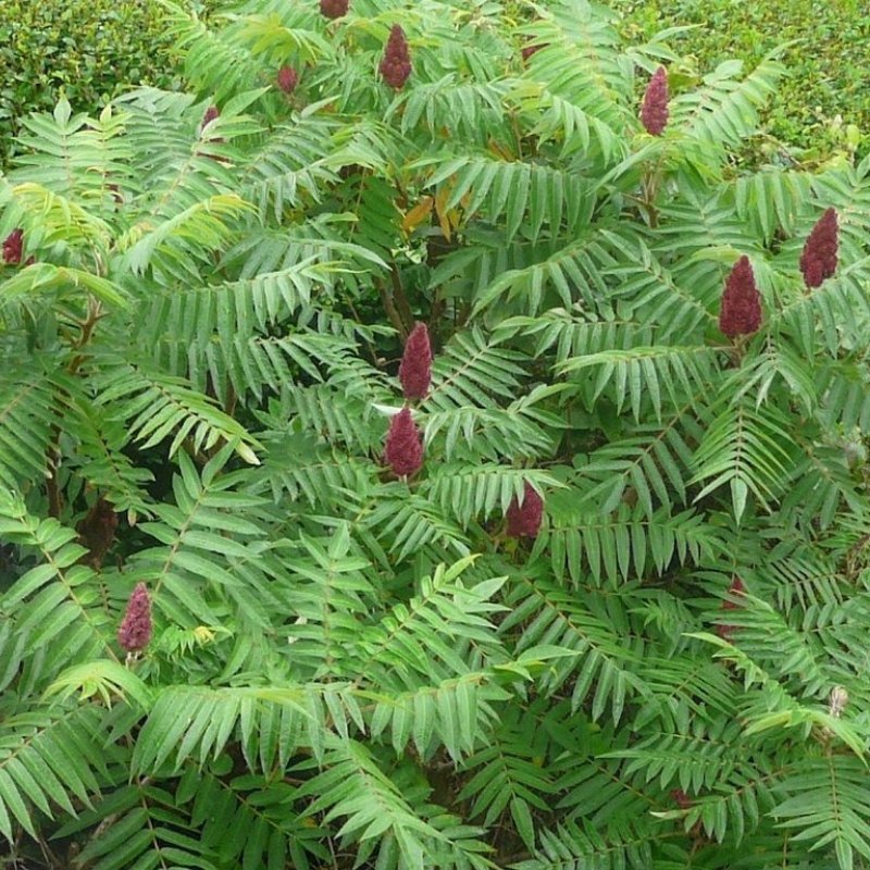 Сумах Rhus typhina