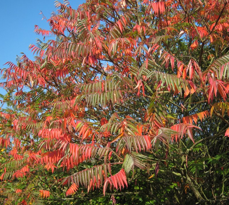 Сумах оленерогий Rhus typhina