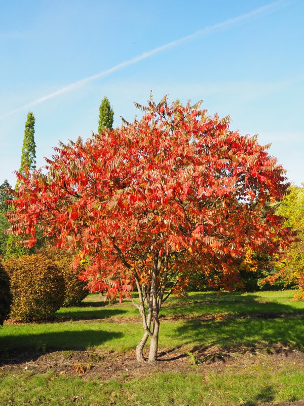 Rhus glabra laciniata