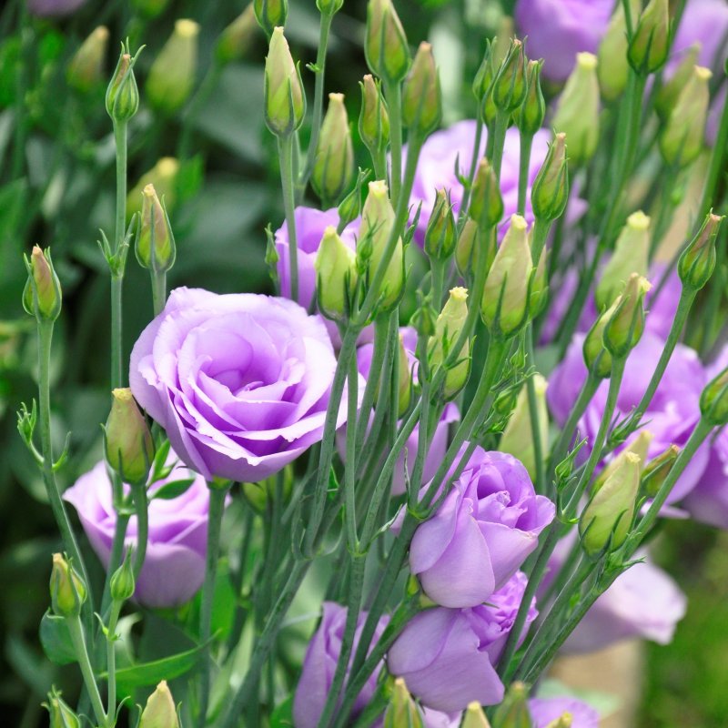 Эустома (Lisianthus)