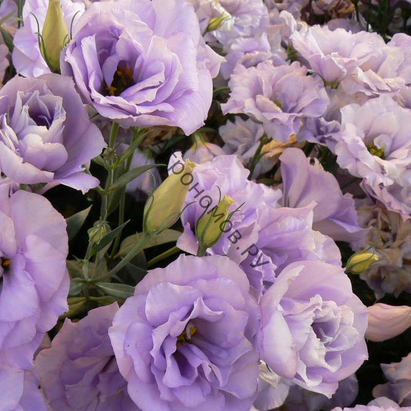 Эустома (Lisianthus)
