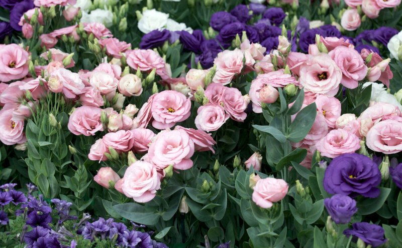 Эустома (Lisianthus)