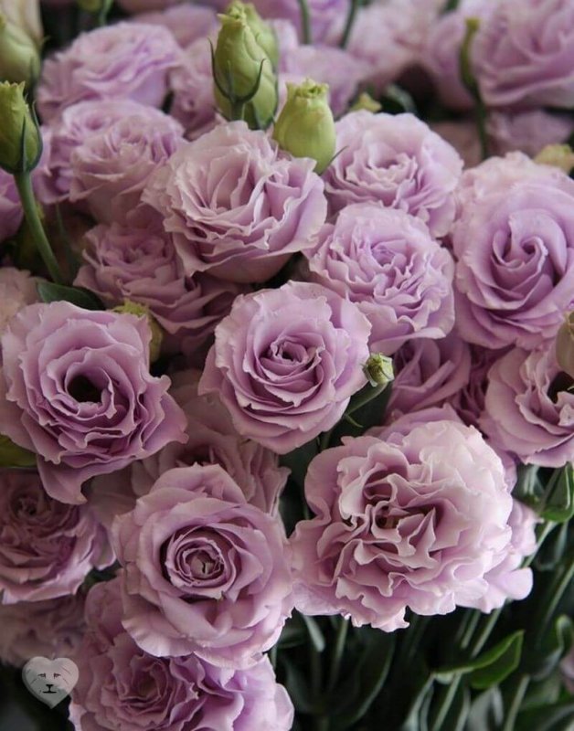 Эустома (Lisianthus)