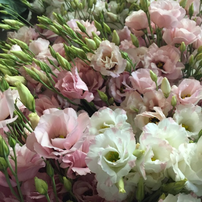 Эустома (Lisianthus)