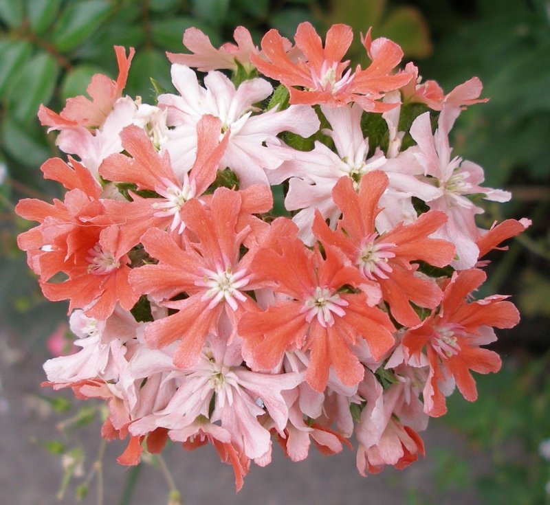 Лихнис халцедонский