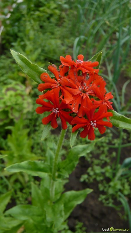 Лихнис Раурайф