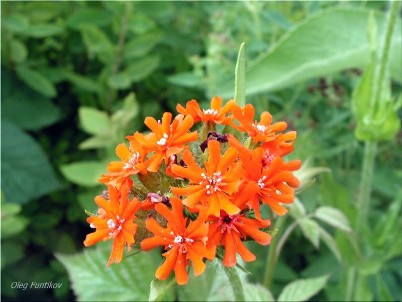 Лихнис куст