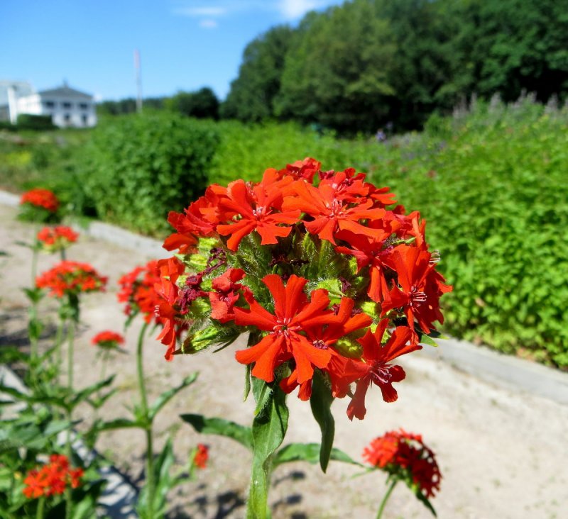 Lychnis Flos-cuculi лихнис «petite Henry»