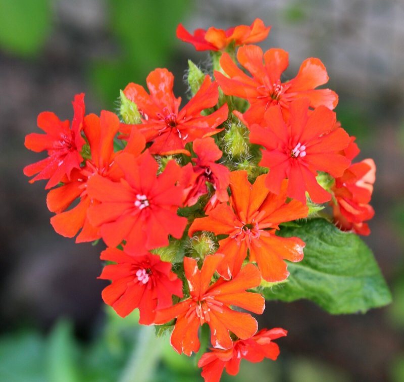 Лихнис Альпийский Лара