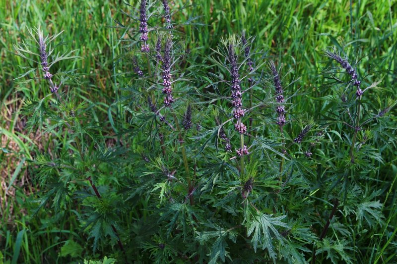 Пустырник пятилопастный (Leonurus quinquelobatus)