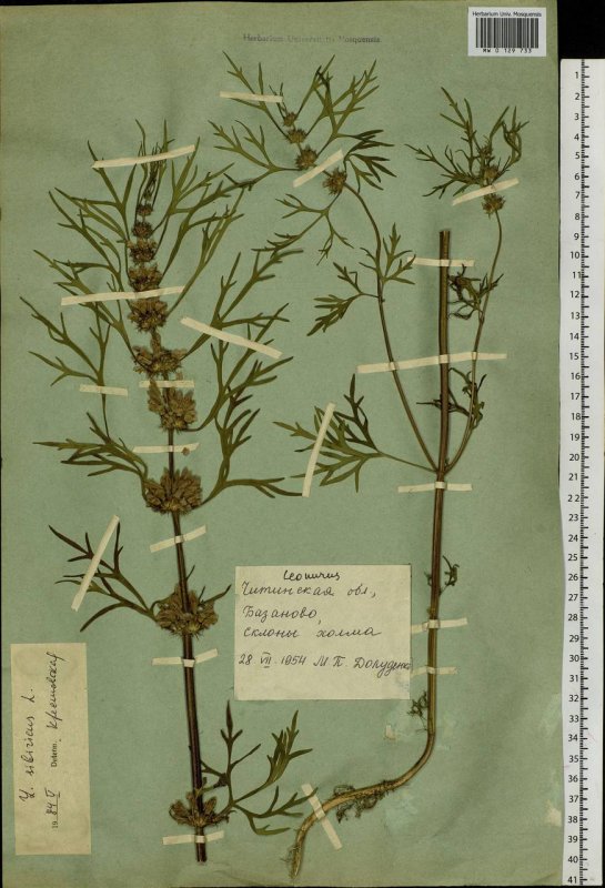 Leonurus sibirica - пустырник Сибирский