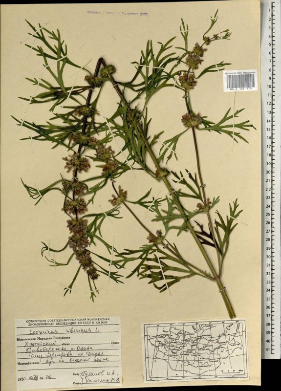 Пустырник пятилопастный Leonurus quinquelobatus Gilib