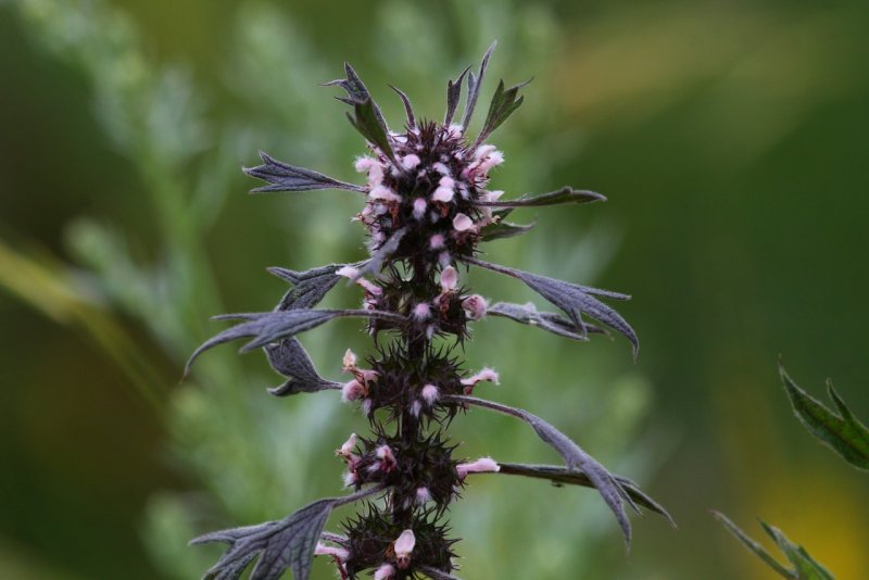 Leonurus quinquelobatus