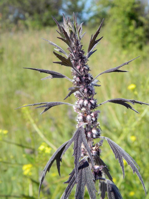 Пустырник сердечный (Leonurus cardiaca)