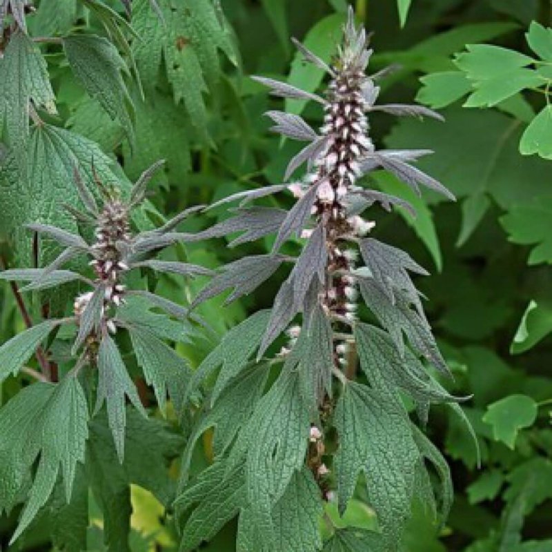 Пустырник Leonurus cardiaca