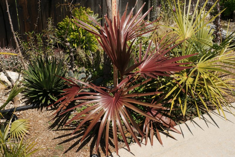 Livistona Mariae