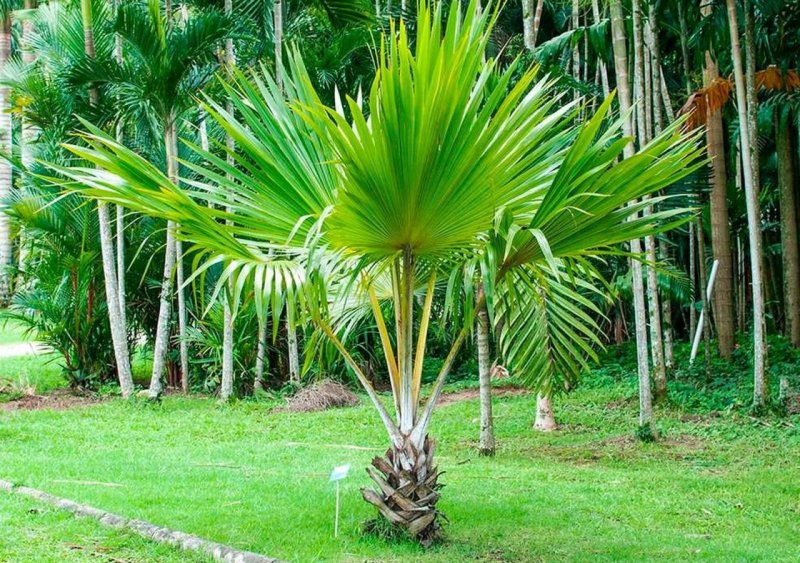 Sabal Palmetto (сабаль Пальметто)