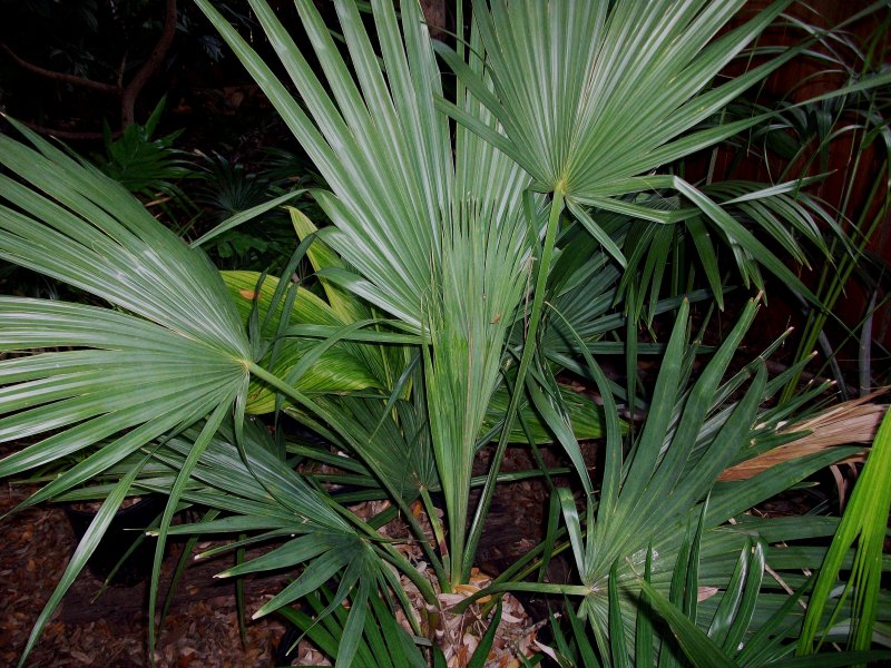 Sabal Minor (сабаль малый)