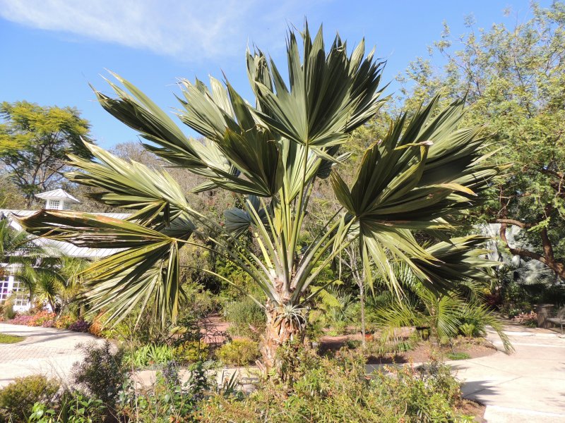 Sabal serrulata