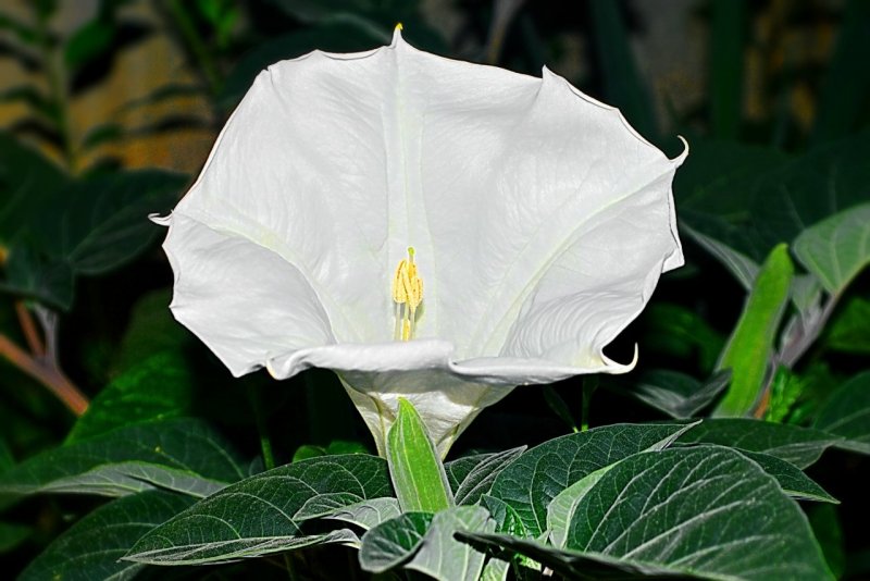 Datura Infinity