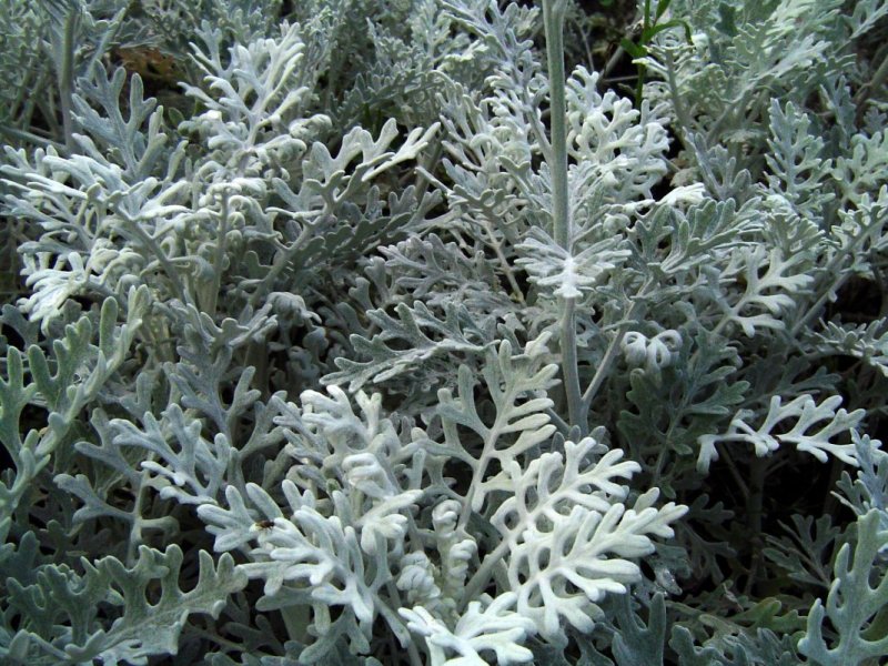 Цинерария Приморская (Senecio cineraria)