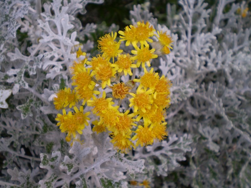 Цинерария Приморская cineraria maritima
