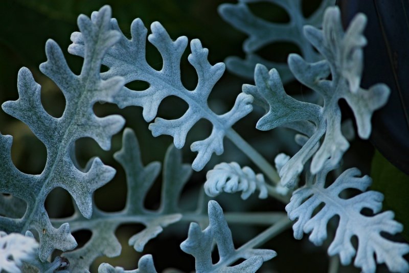 Цинерария серебристая Dusty Miller