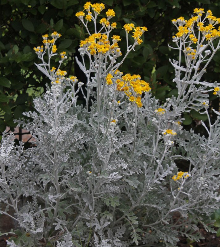 Цинерария Приморская (Senecio cineraria)