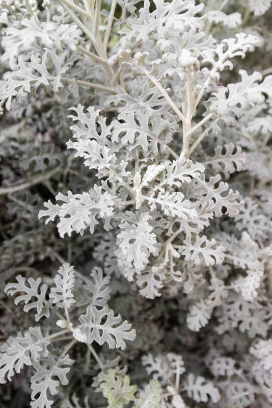 Цинерария серебристая Dusty Miller