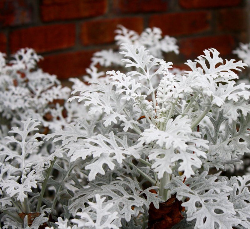 Цинерария Приморская cineraria maritima