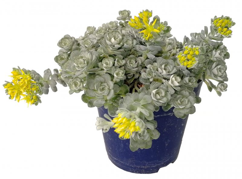Цинерария Приморская (Senecio cineraria)