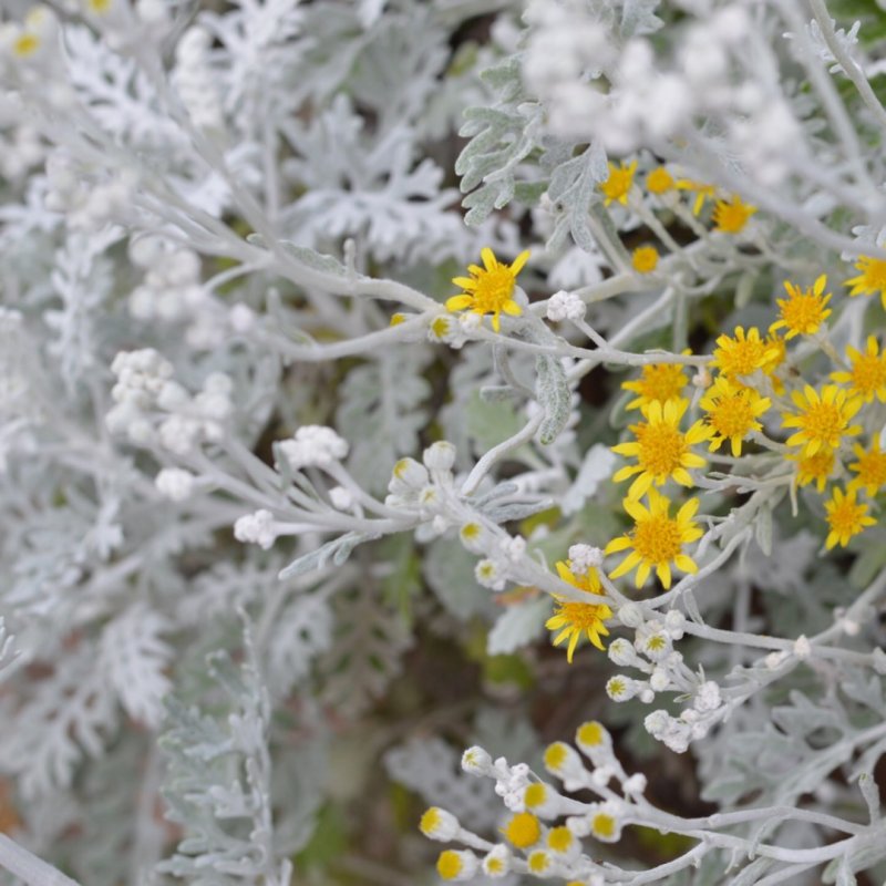 Цинерария (cineraria Senecio)