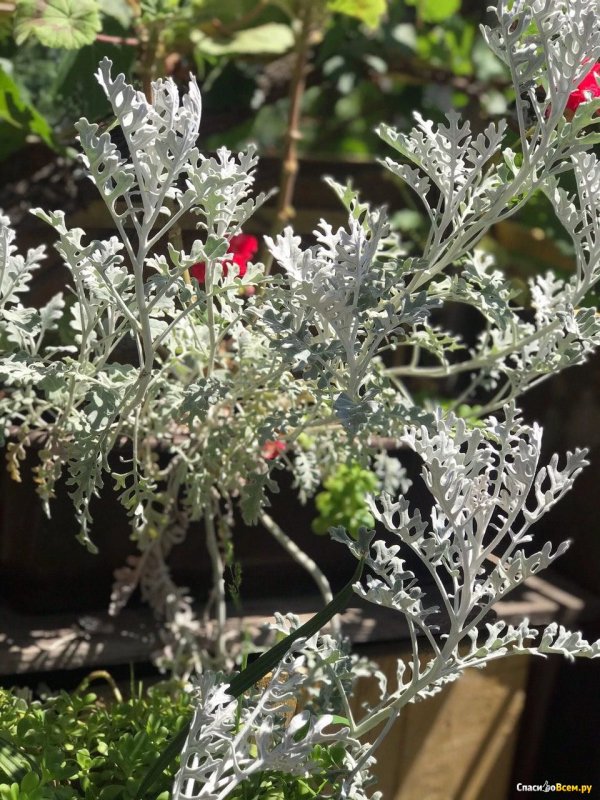 Цинерария Приморская (Senecio cineraria)