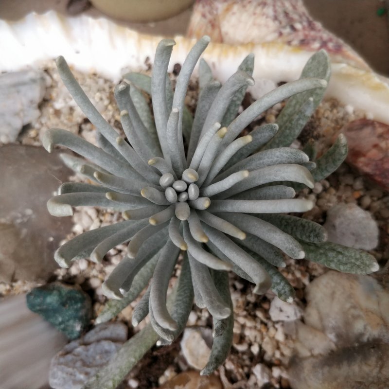 Цинерария Приморская cineraria maritima