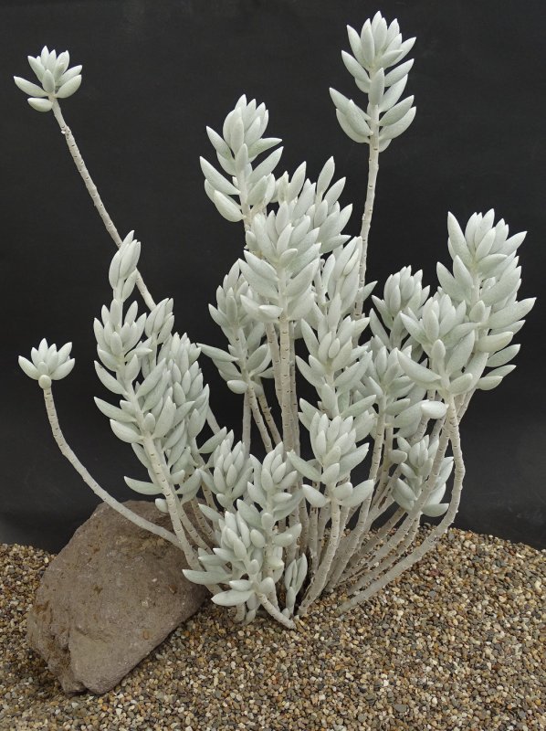 Цинерария Приморская (Senecio cineraria)