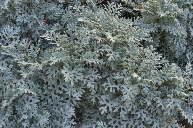 Крестовник Приморский (Senecio cineraria