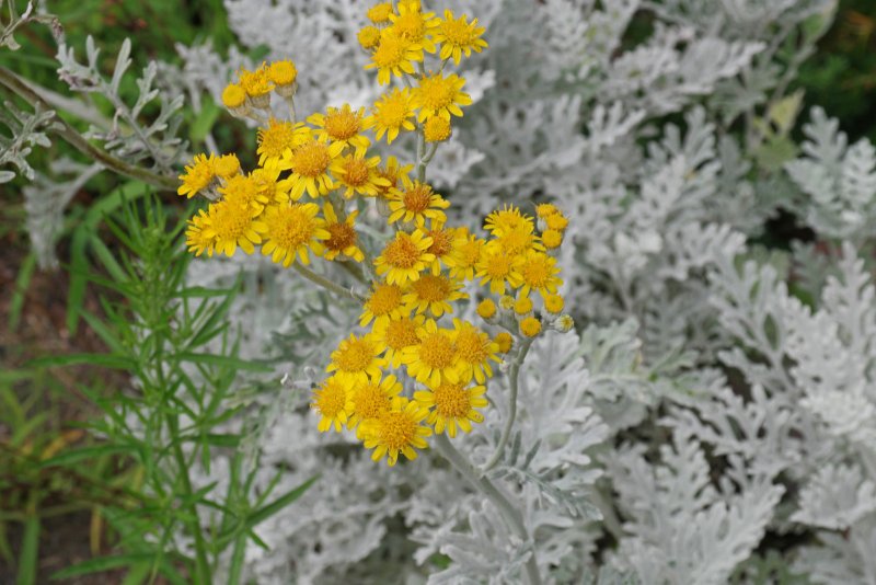 Крестовник Приморский (Senecio cineraria